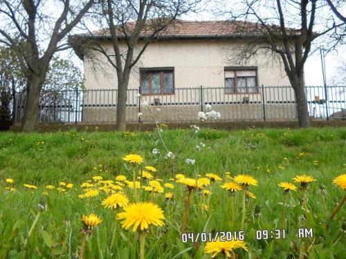 Tiszakurt Maison | Nyolc szilvafás ház