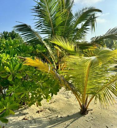 Maamigili Maison | Oi Beach