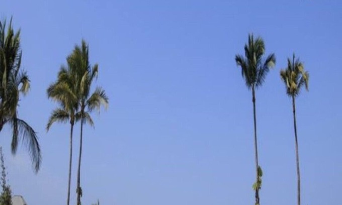 Marina Vallarta Copropriété | Suite 1 Chambre - Vue Océan