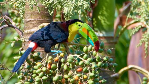 Bijagua Appartement | One Bedroom Villa on 20 Acres of Nature! "Bird Paradise"