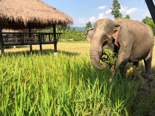 Vientiane Maison | Paiberngboc Resort