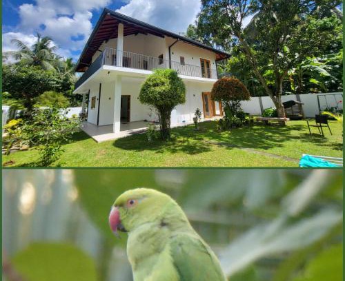 Negombo Maison | Parrot Paradise Negombo