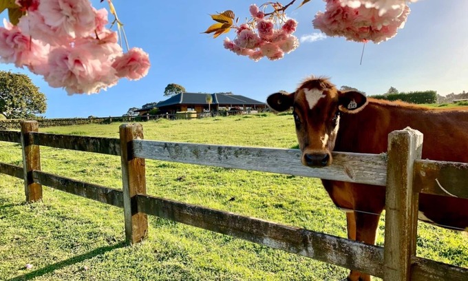 Bombay Autre | Ferme spacieuse à proximité de l'aéroport d'Auckland