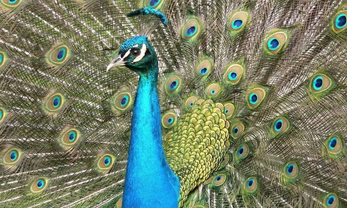 Disston Heights Maison | Peacock Paradise with Pool & Wild Peacocks 🦚🌴🌞