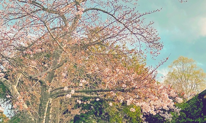 Richmond Maison | Pet Friendly Urban Bach. Central Townhouse, 5 mins walk to shops & restaurants.