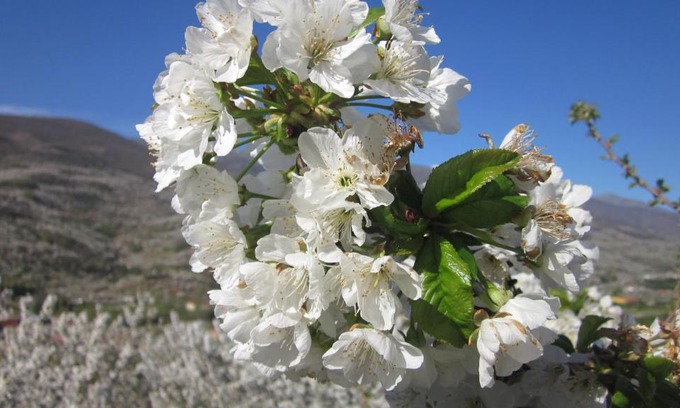 Cabezuela del Valle Maison | Picaza del Jerte