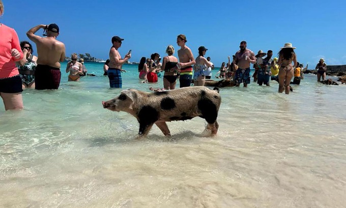 Nassau Location De Bateaux | Pig Beach 6 hours tour on CAT Phoenix 777 no sleep on the boat
