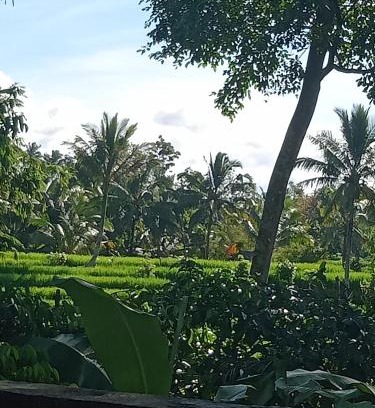 Wongaya Gede Lit Et Petit-Déjeuner | pranamastra bali