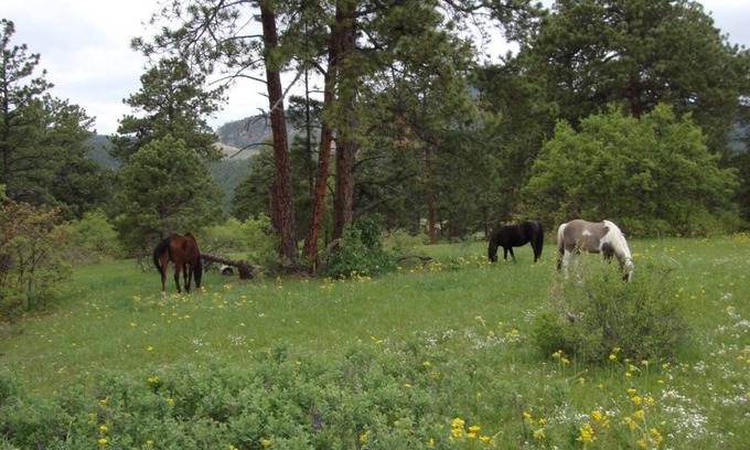Morrison Autre | Private paradise on Alpaca Farm. A Colorado dream close to Denver.