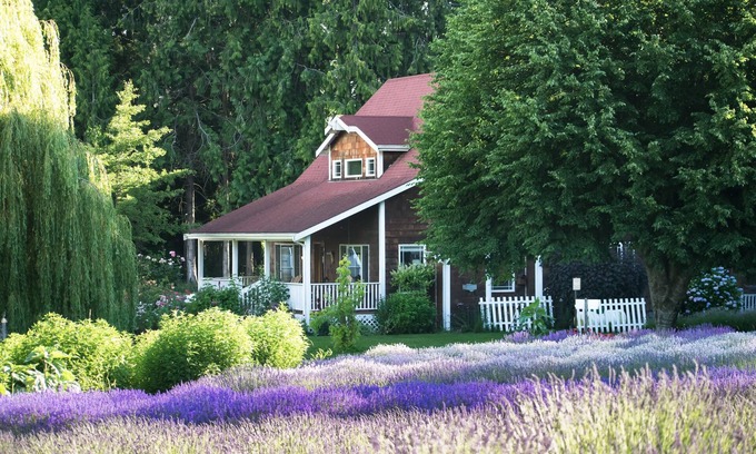 Sequim Maison | Purple Haze Lavender Farm