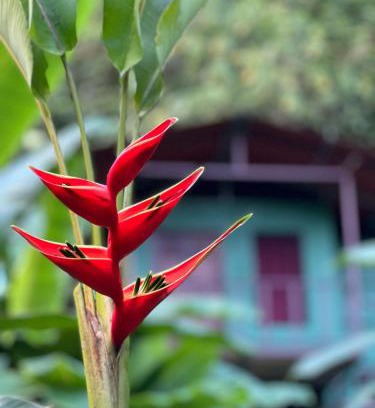 Quebrada La Gamba Cabine | Río Verde Ecolodge
