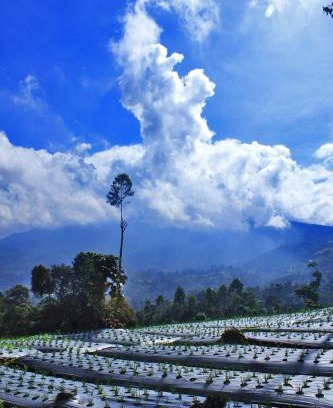 Pangalengan Cabine | Rasamala Camp
