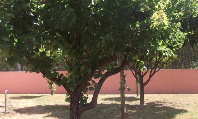 Albergaria-a-Velha Hôtel | Ribeirotel