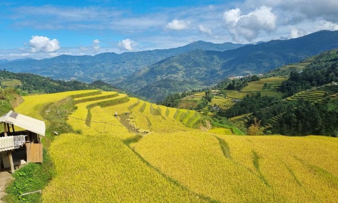 Ta Su Choong Cabine | Riz d'Or Ermitage - Hoang Su Phi
