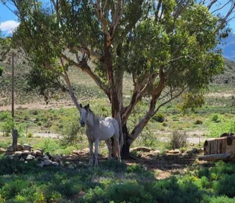 Plathuis Maison | Rocky Sands - Klein Karoo R62