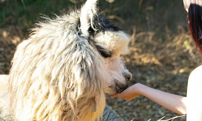 Rainbow CDP Autre | Romantic Alpaca Retreat / Farmstay With Soaking Tub