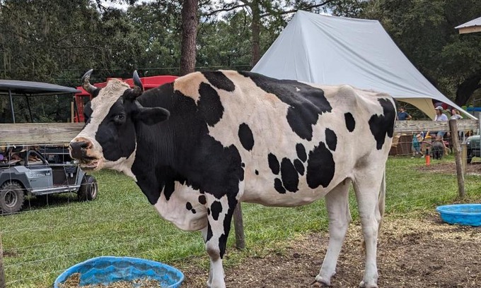 Putnam Hall Maison | Rooterville Animal Sanctuary