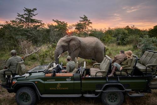 Thorny Bush Game Reserve Cabine | Royal Malewane