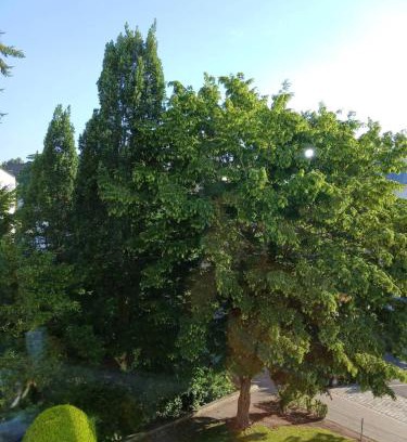 Mitte Appartement | Ruhiges Appartment am Stadtpark
