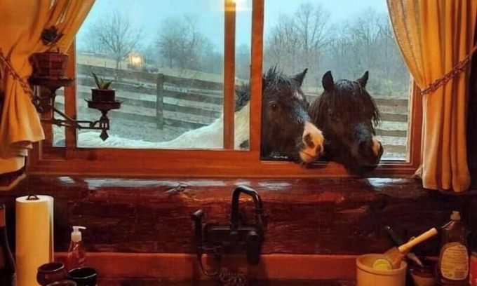 Dewart Maison | Rustic Luxury w/Horses-Historic Whiskey Distillery