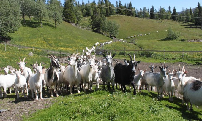 Hemnes Municipality Maison | Sæterstad Gård