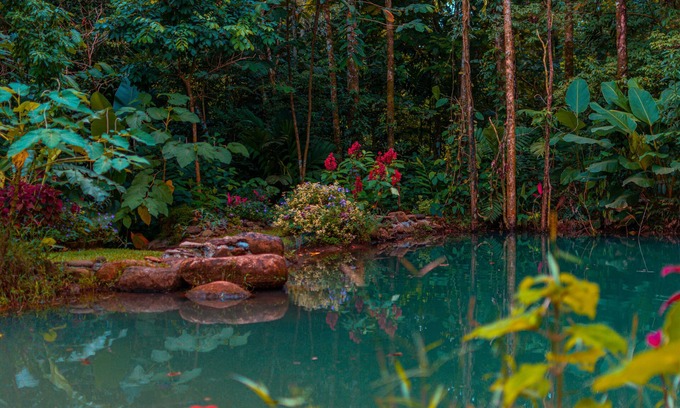 Valle Azul Lit Et Petit-Déjeuner | Santuario de Ranas Valle Azul