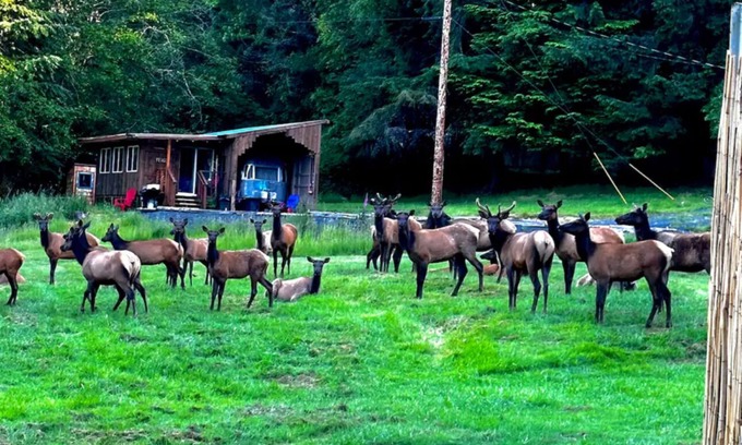 Reedsport Cabine | Serene cabin with WiFi with view of elk and coastal hills