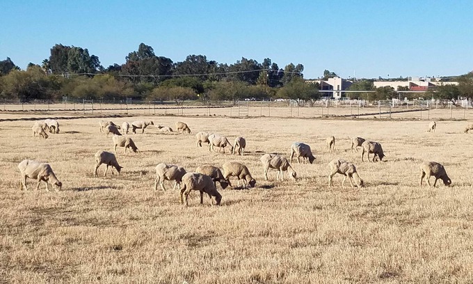 Campus Farm Maison | Maison des moutons! Fa-baah-bulous!