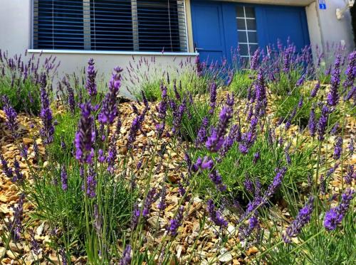 Reute Appartement | Sonniges Studio mit Aussicht