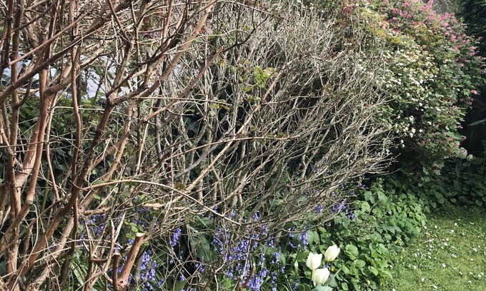 Egloshayle Lit Et Petit-Déjeuner | Spring Gardens B&B
