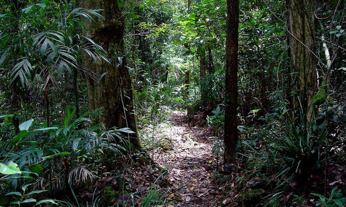 Springbrook Cabine | Springbrook Lyrebird Retreat