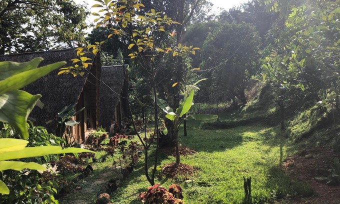 Bukit Lawang Maison | Sumatra Thomas Leaf Monkey Guesthouse & Jungle Trek