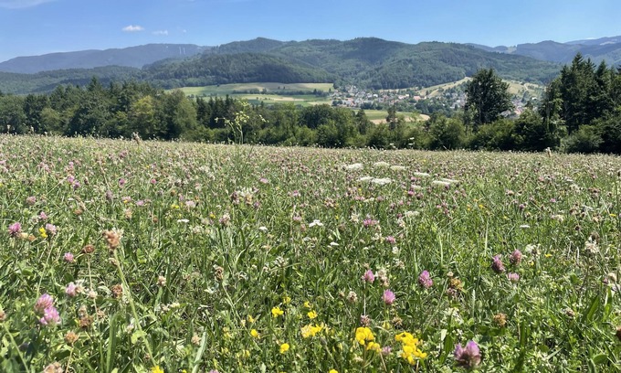 Soelden Appartement | Summer promotion wine festival & hiking: FREIBURG in Sölden/Black Forest up to 3 persons