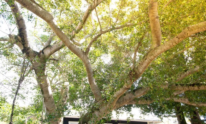 Hawi Maison | Sweeping Ocean Views, Very Private Cottage