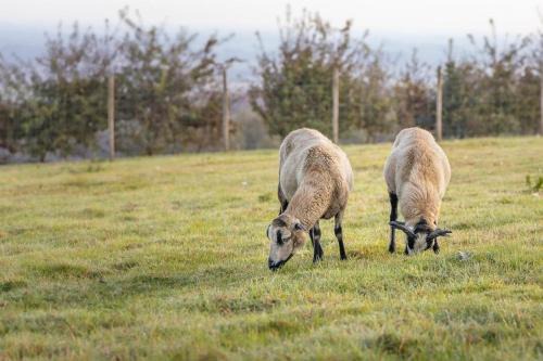 Fiennes Autre | Tente à la Ferme