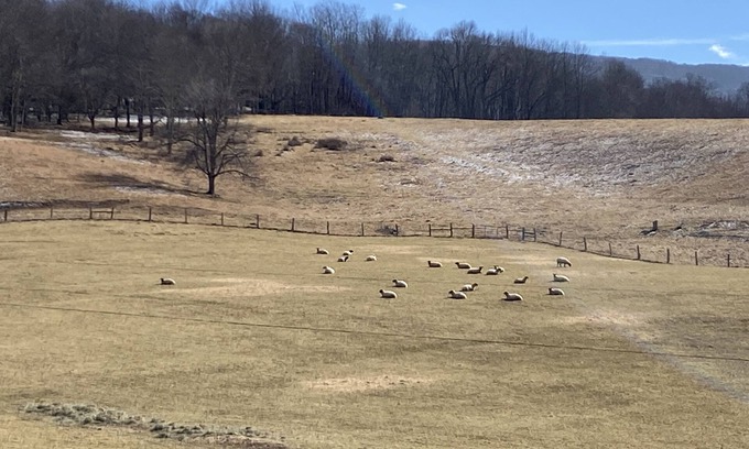 Mustoe Autre | La ferme à la ferme de Lucky Loop Hollow