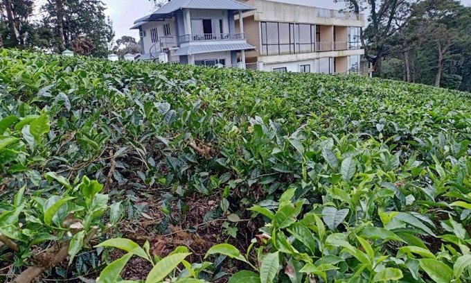 Pallivasal Station Balnéaire | The Nirvana Resort Munnar