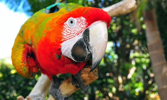 Kerikeri Appartement | The Parrot Place - The Parrots Nest