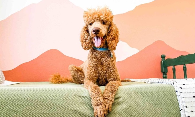 West Valley Maison | The Retro - dog friendly!