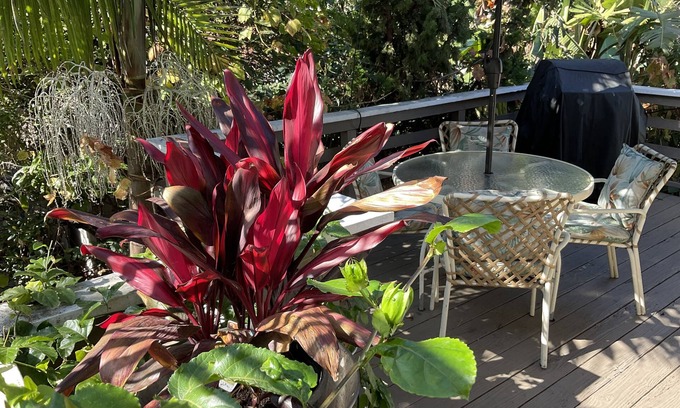 Bluff Heights Maison | “The Tree House” near beach, 2King beds, free parking, no extra cleaning fees