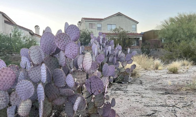 Oro Valley Maison | TheDesertOasis@ #LambertPark:4BD,Mountain Views,Gym,HOA Pool&Spa,PoolTable,CottonBedding