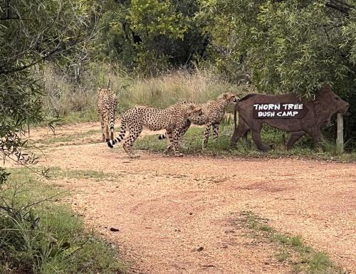 Hammanskraal Autre | Thorn Tree Bush Camp