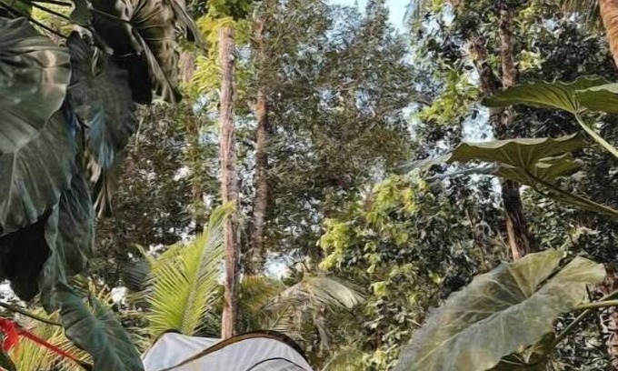 Sabana Location De VR | Tree Camping Tent: Hacienda Monte Rey
