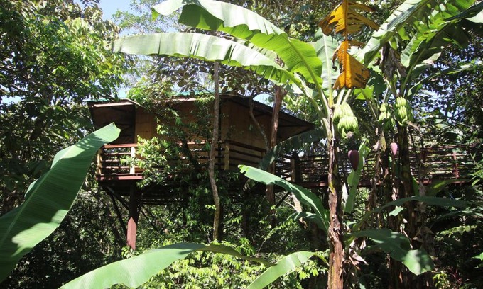 Langostino Cabine | TREEHOUSE PILON PAVONES