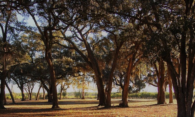 Folkston Cabine | Tupelo Trace