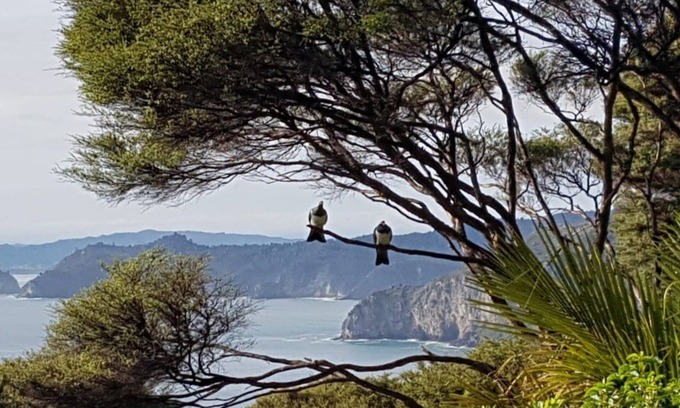 Tuateawa Cabine | ~ DEUX DANS LA BUSH ~