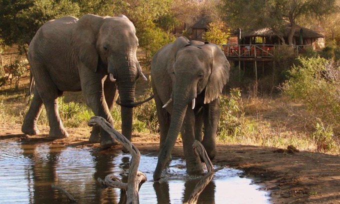 Thorny Bush Game Reserve Cabine | Umlani Bushcamp