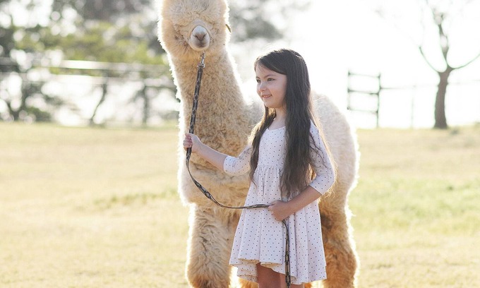 Lincoln Autre | Unique Experience on a Working Alpacas Ranch.