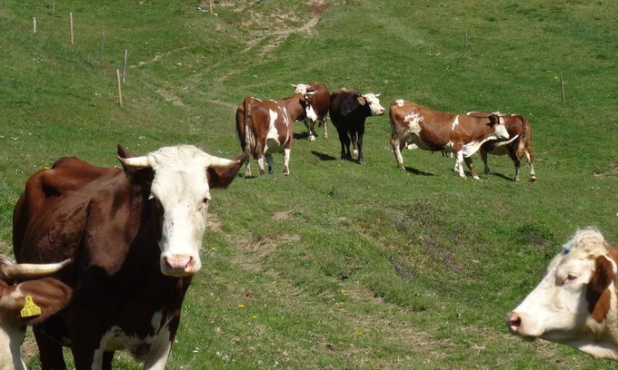 Stegen Appartement | Vacation on a farm with lots of animals