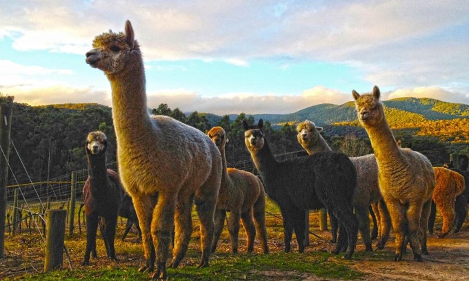 Healesville Maison | Valley Farm Vineyard Villas